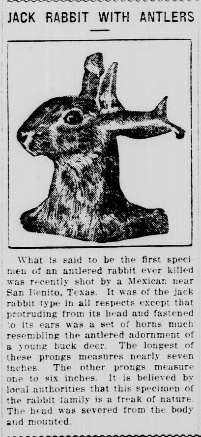 Newspaper image titled A Jack Rabbit With Antlers, published in The Gordon Journal on February 28, 1913