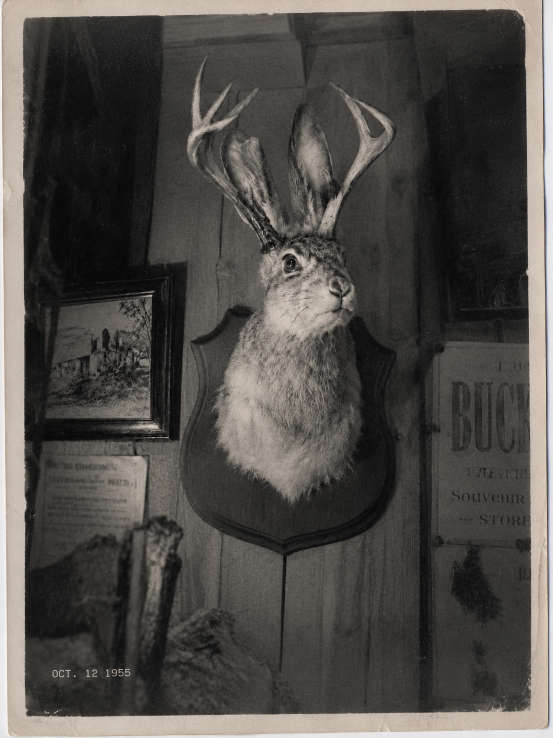 Mounted jackalope styled as an archival evidence photograph
