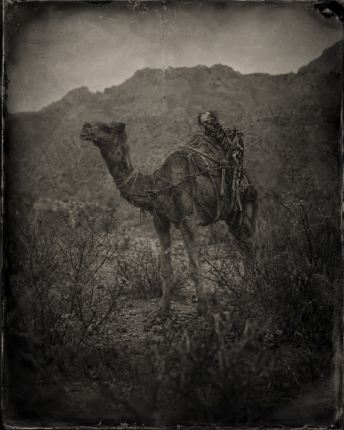 Black-and-white artist's interpretation of a scarred camel carrying weathered human remains through the Arizona desert
