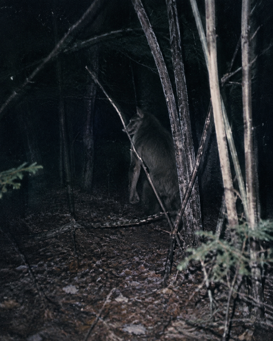 An alleged werewolf sighting